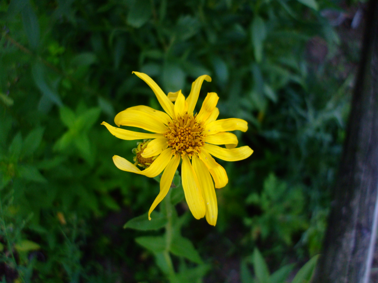 Verbesina helianthoides